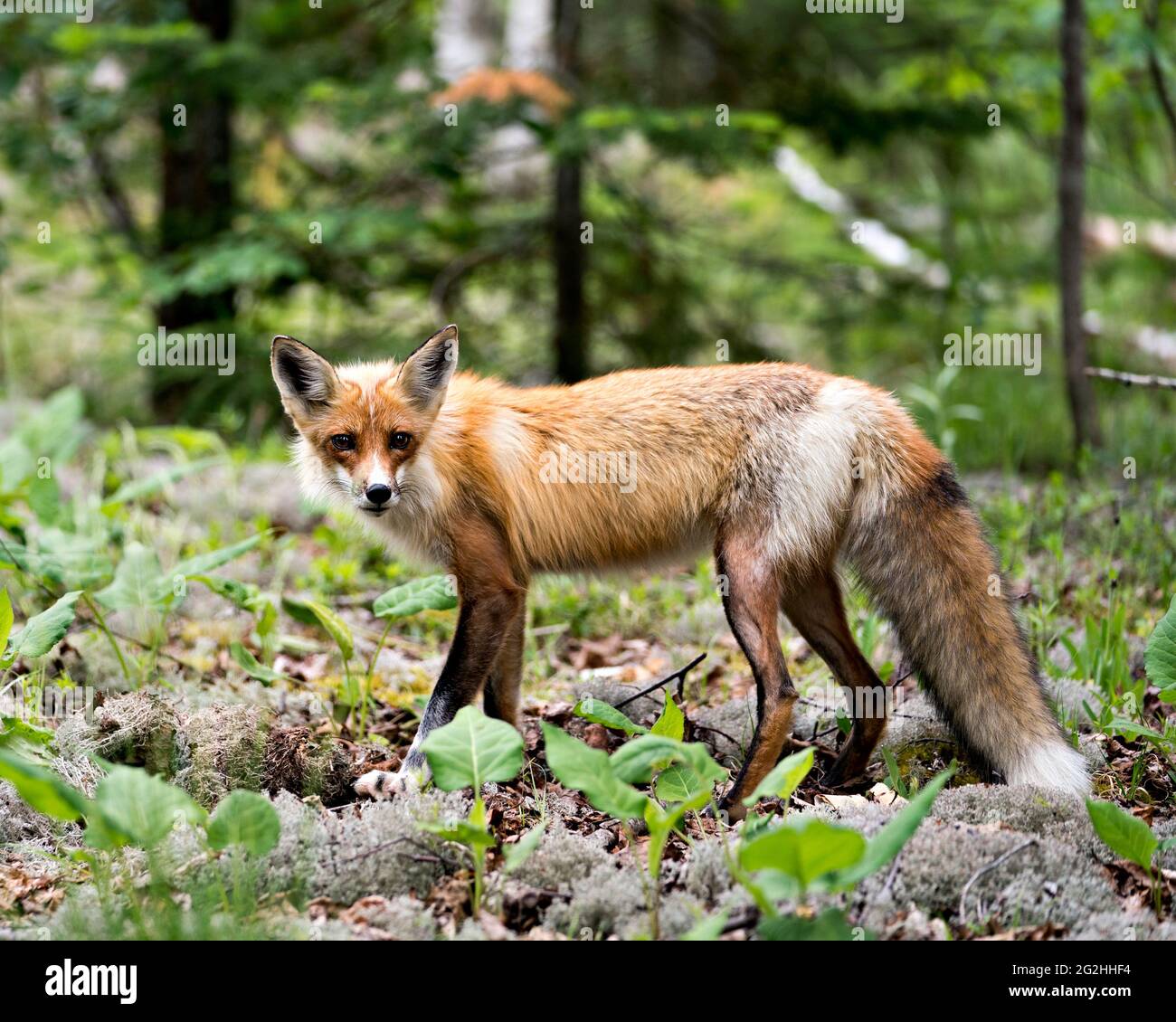 Vista laterale del profilo in primo piano della volpe rossa guardando la fotocamera con uno sfondo sfocato della foresta nel suo ambiente e habitat. Immagine FOX. Immagine. Verticale. Foto Foto Stock