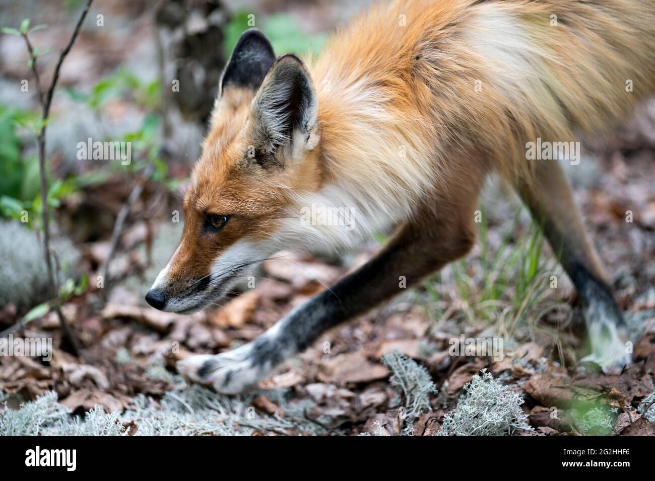 Red Fox head shot primo piano profilo vista laterale con sfondo sfocato nel suo ambiente e habitat circostante. Immagine. Verticale. Immagine FOX. Foto. Foto Stock