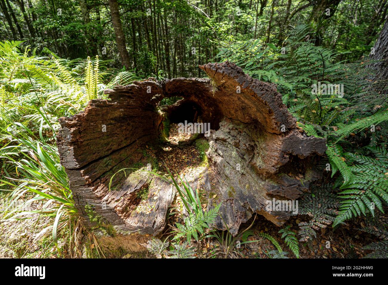 Ruapani Circuit, lunga e faticosa escursione attraverso la giungla al Lago Waikareiti nel te Urewera National Park, Isola del Nord, Nuova Zelanda Foto Stock