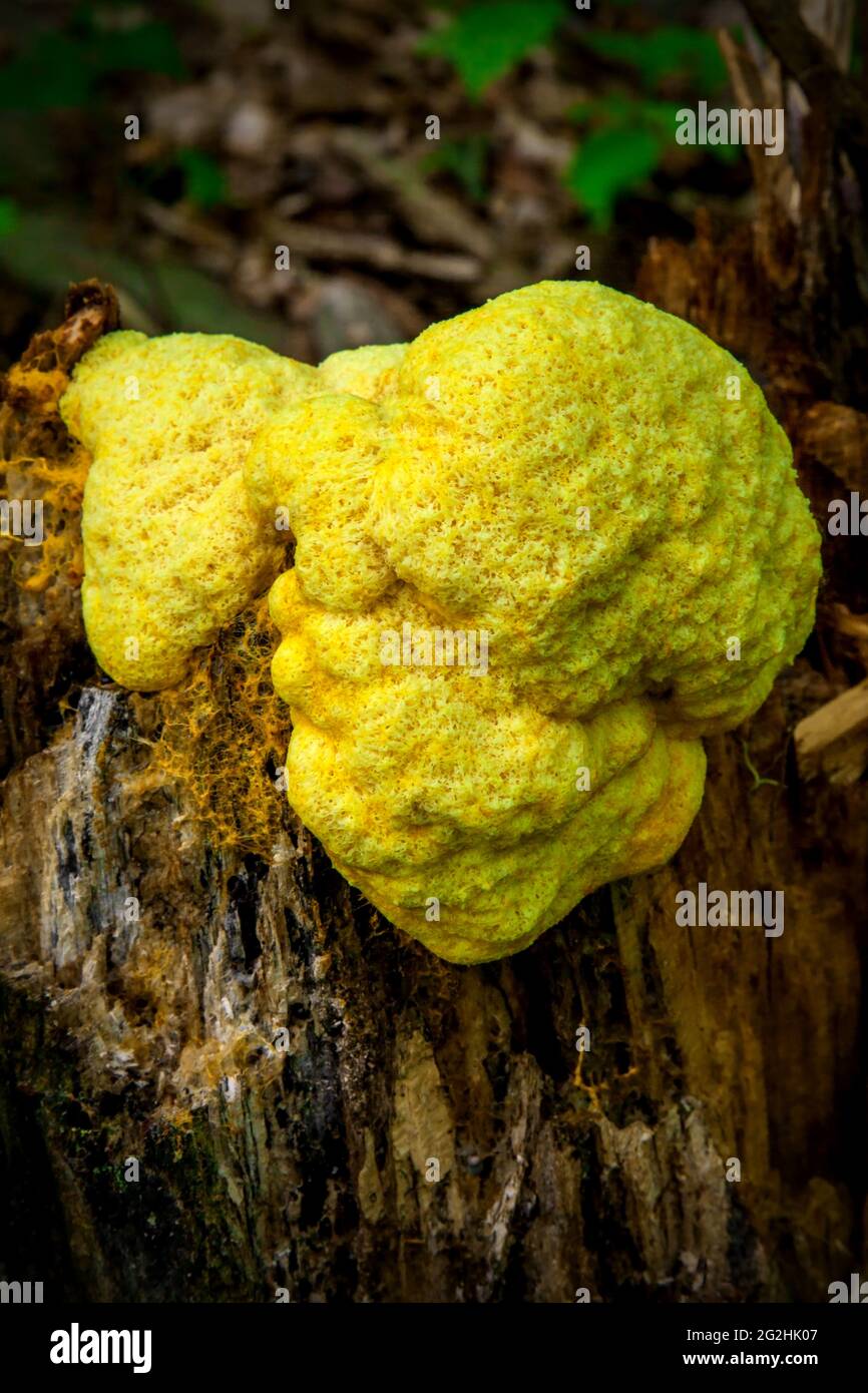 La melma a uova strapazzate è una muffa comune di lime in una foresta umida fredda spesso trovata sul legno decadente. Gli estratti mostrano attività antibiotica contro Bacillus subti. Foto Stock