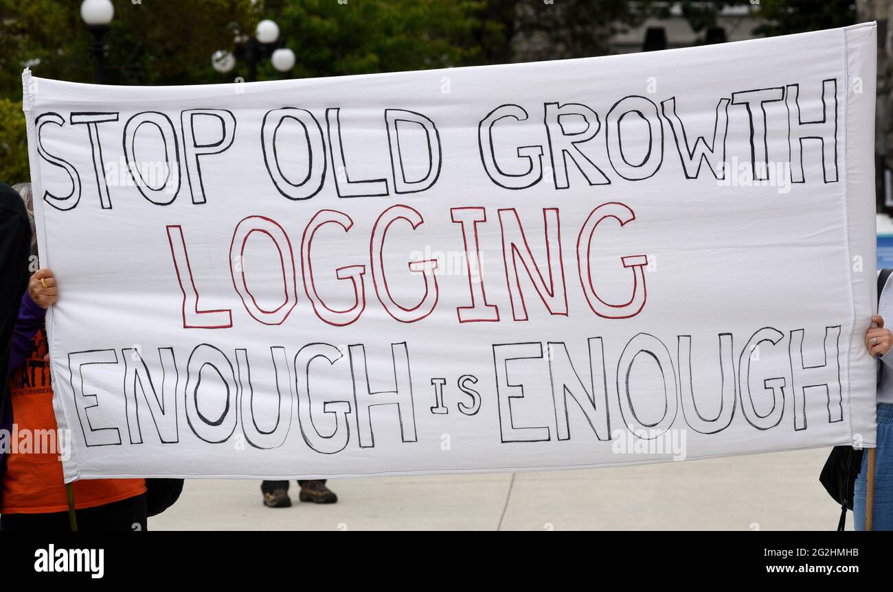 Victoria, British Columbia, Canada, 11 giugno 2021 - i manifestanti hanno dei cartelli che si riuniscono sul prato del British Columbia Legislature per protestare contro il disboscamento di vecchie foreste in crescita nella provincia. Don Denton/Alamy Live News Foto Stock