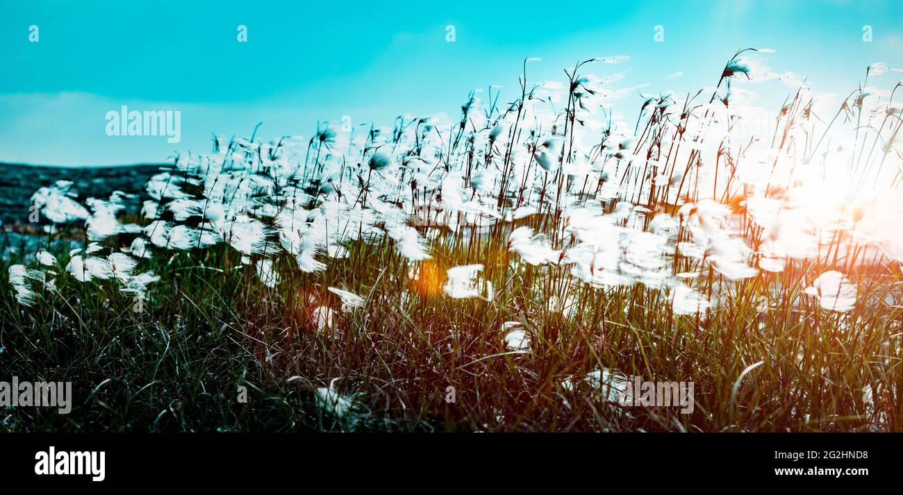 Erba di cotone nel vento con luce solare Foto Stock