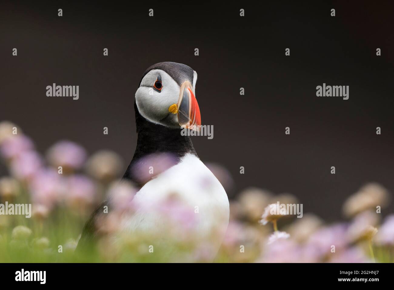 Atlantic Puffin, Isola di Noss, Scozia, Isole Shetland Foto Stock