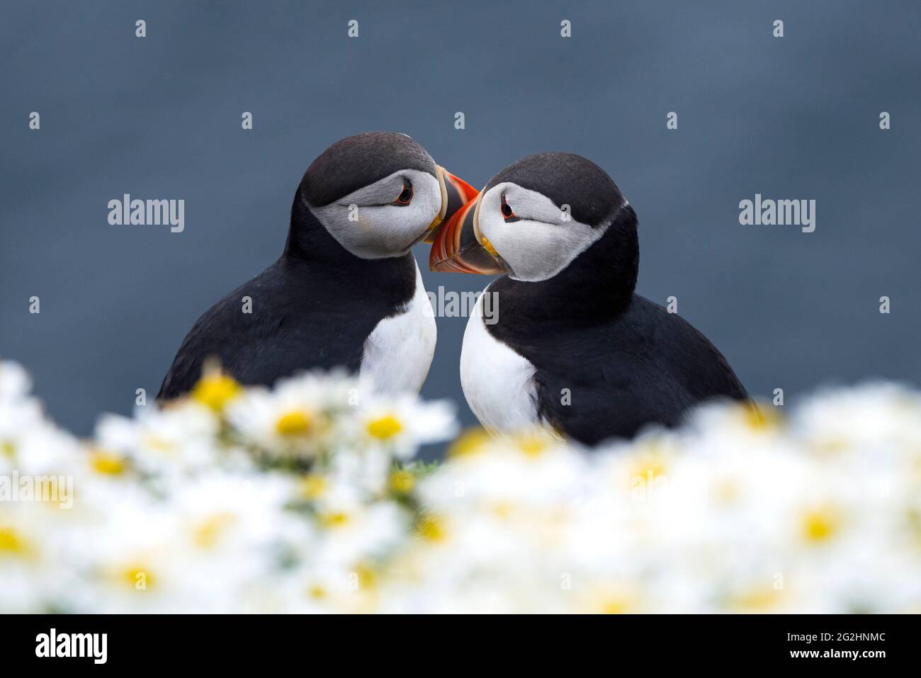 Coppia di Puffin dell'Atlantico a Sumburgh Head, Scozia, Isole Shetland Foto Stock