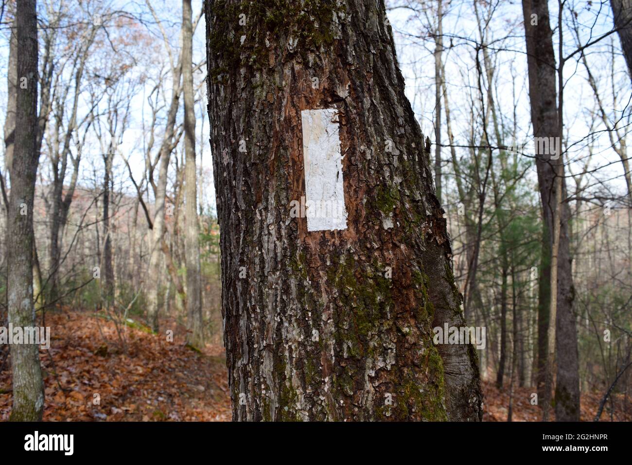 Appalachian Trail Blaze (segnavia bianco rettangolare sull'albero) Foto Stock