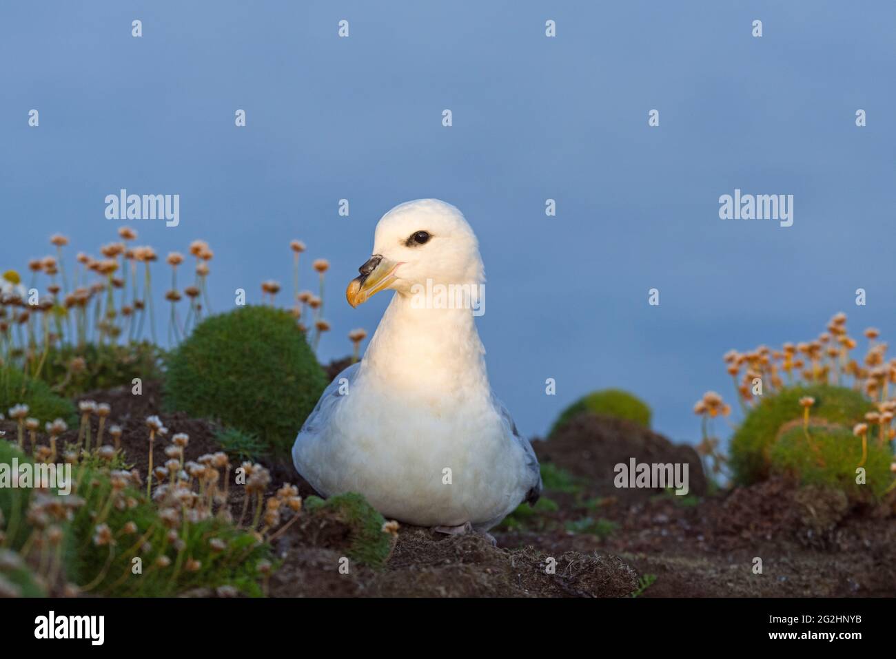 Fulmar a Sumburgh Head, Scozia, Isole Shetland Foto Stock