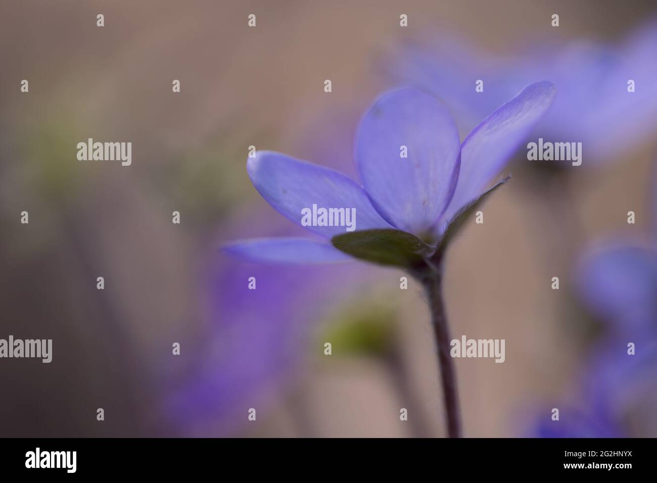 Anemone hepatica base di fiori con bracche verdi (Hepatica nobilis), epatica comune, kidneywort, liverwart, pennywort, Impianto di fioritura, Finlandia Foto Stock