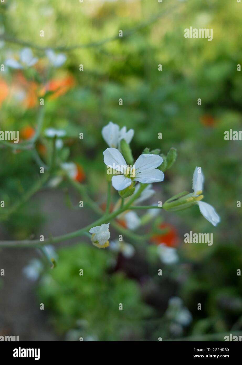 Fiore di rafano (Raphanus sativus) Foto Stock