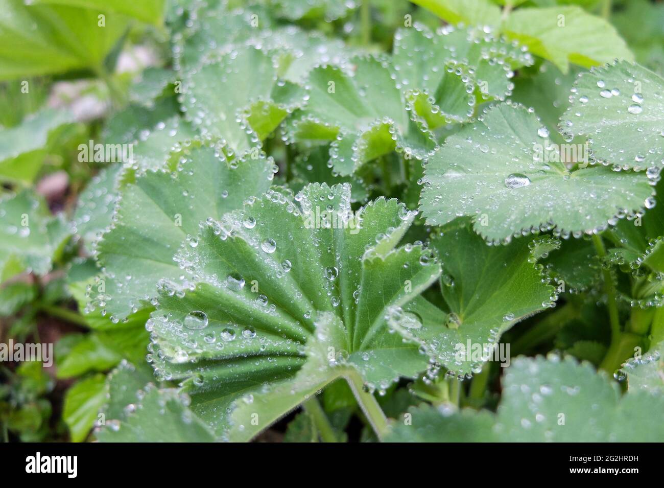 Mantello della signora (Alchemilla mollis) con gocce di rugiada Foto Stock