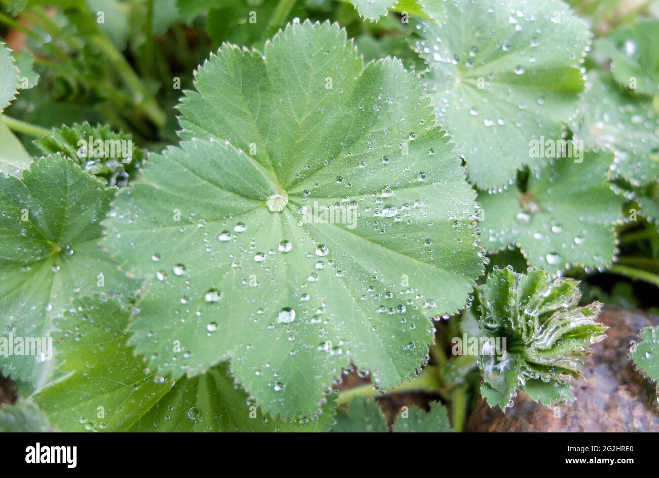 Mantello della signora (Alchemilla mollis) con gocce di rugiada Foto Stock