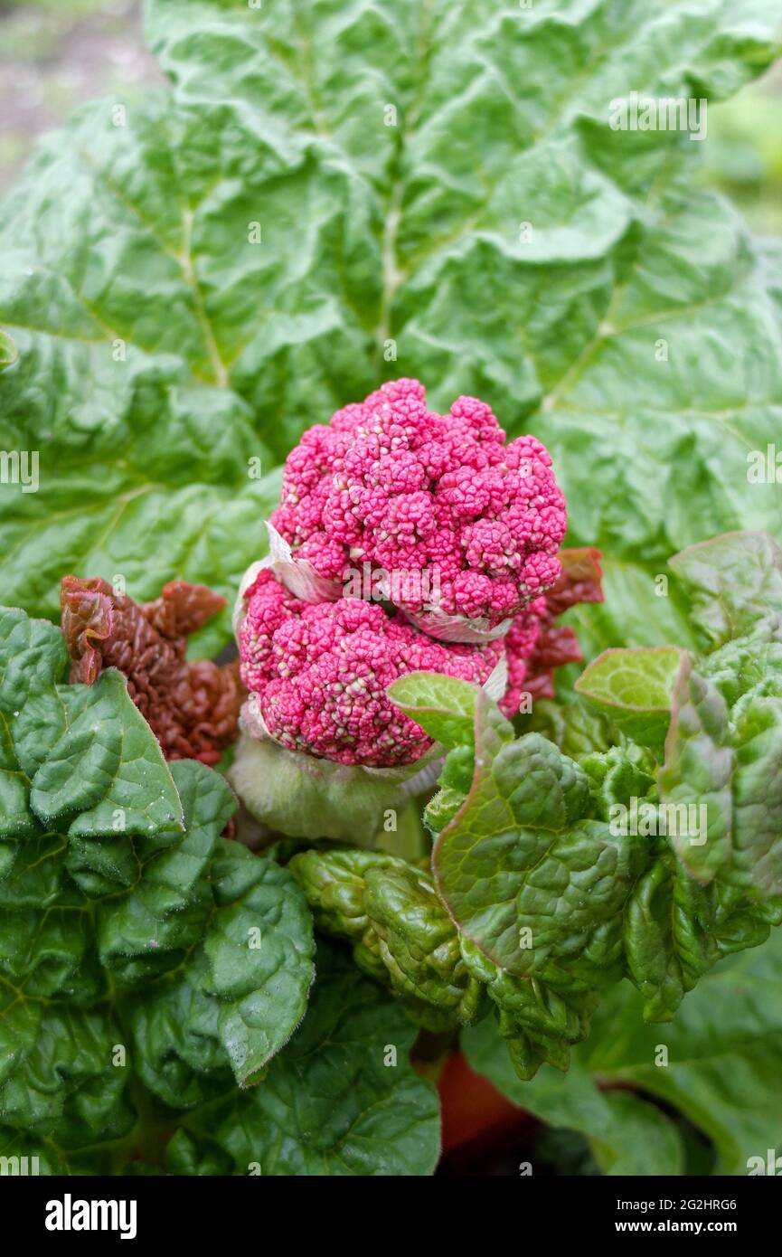 Rabarbaro con fiore (Rheum rabarum) Foto Stock