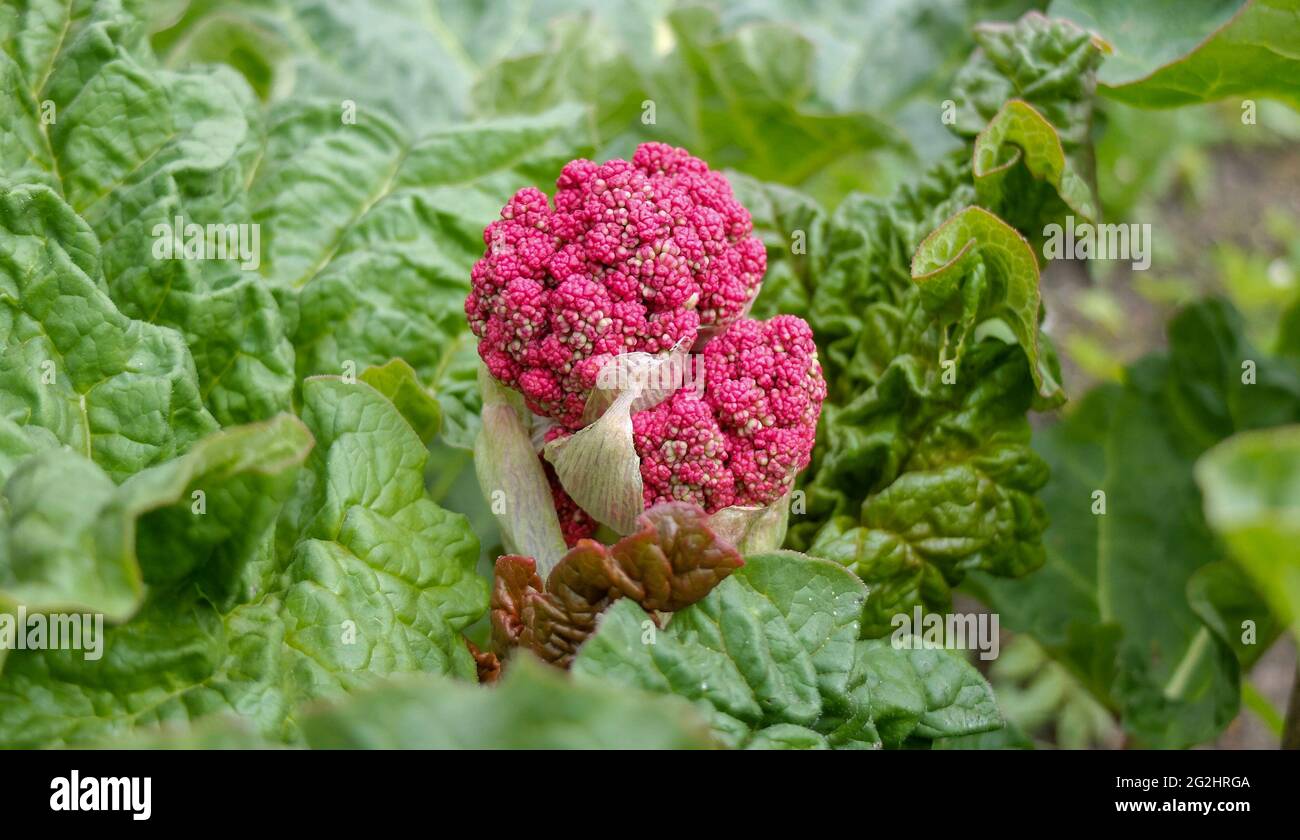 Rabarbaro con fiore (Rheum rabarum) Foto Stock
