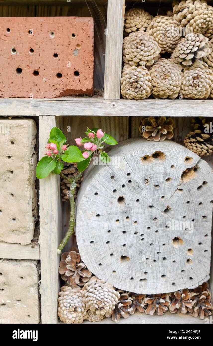 Insect hotel in legno forato e adobe, dettaglio Foto Stock