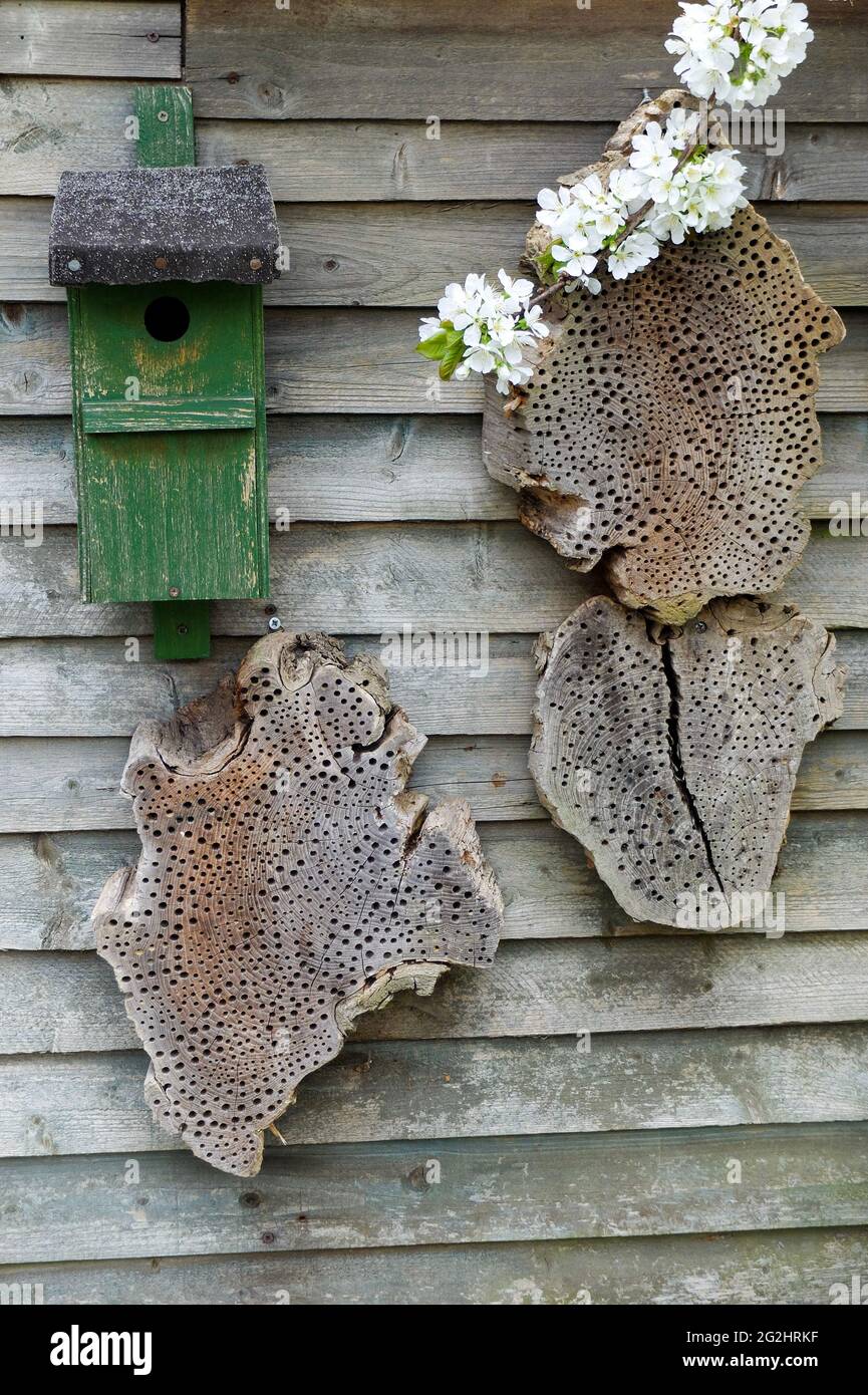 Aiuto per nidificazione: Casa di uccello e hotel di insetto fatto di legno forato Foto Stock