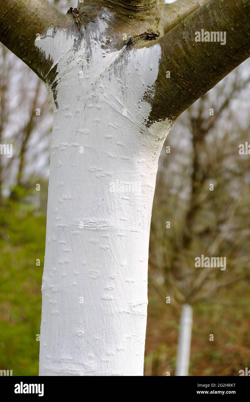 Albero di frutta con un tronco dipinto di bianco Foto Stock