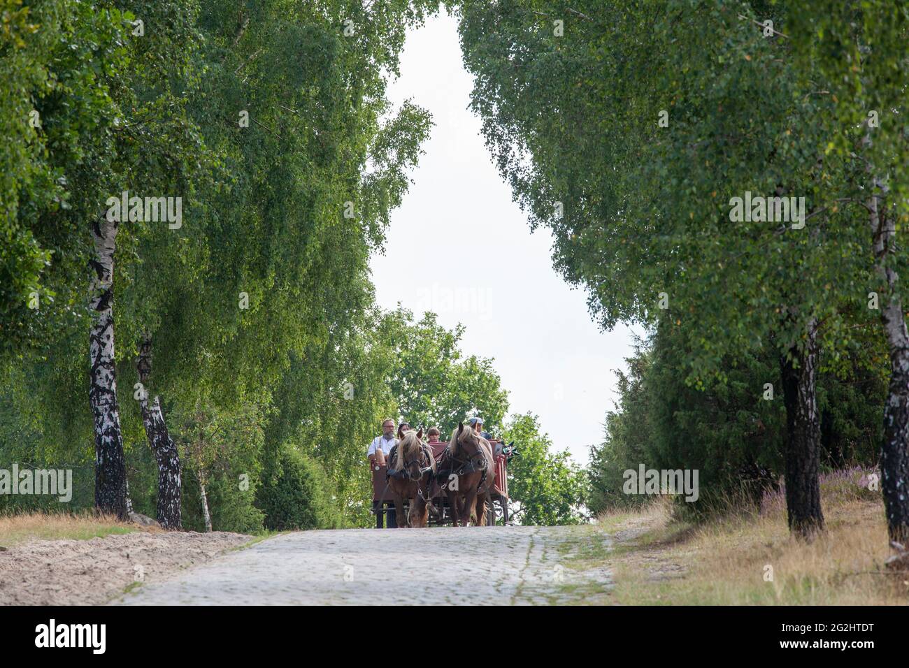 Festa del villaggio con carrozza trainata da cavalli e ciclisti, Wilsede, Laueneburg Heath, bassa Sassonia, Germania Foto Stock