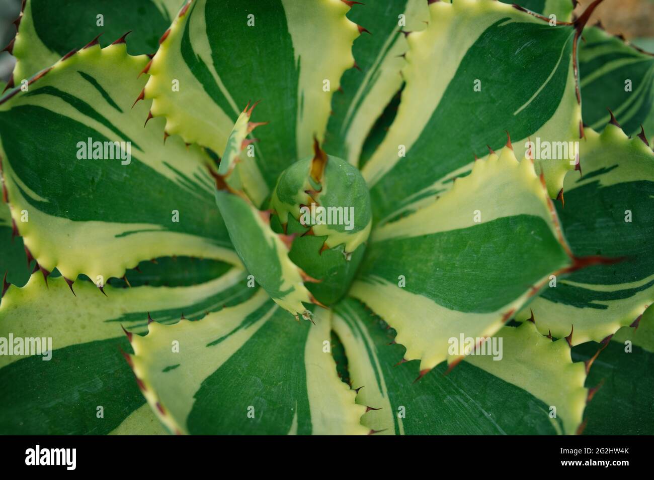 Punta aguzza agave foglie di pianta Foto Stock