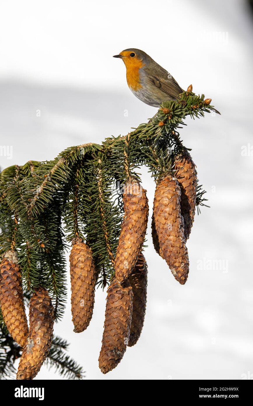 European Robin Erithacus rubecula, uccello dell'anno 2021 Foto Stock