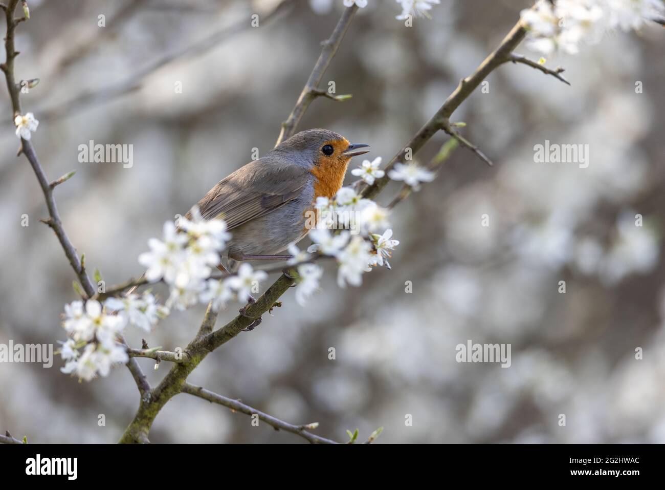 European Robin Erithacus rubecula, uccello dell'anno 2021 Foto Stock