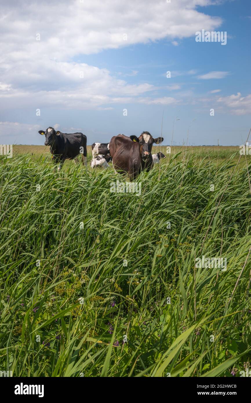 Bovini domestici, mucche, bovini sul Mare del Nord vicino a Friburgo, dike. Foto Stock