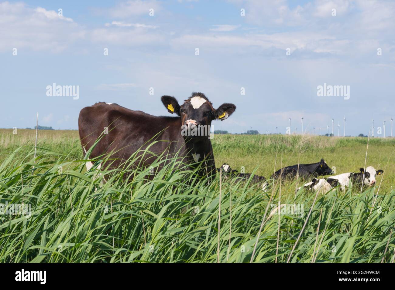 Mucche, bovini domestici, bovini nel Mare del Nord, Schleswig-Holstein Foto Stock