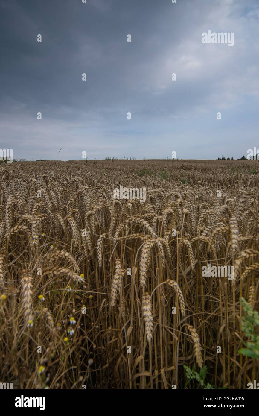 Campo di grano, grano, un grande campo di grano poco prima del raccolto in Germania del Nord, agricoltura Foto Stock