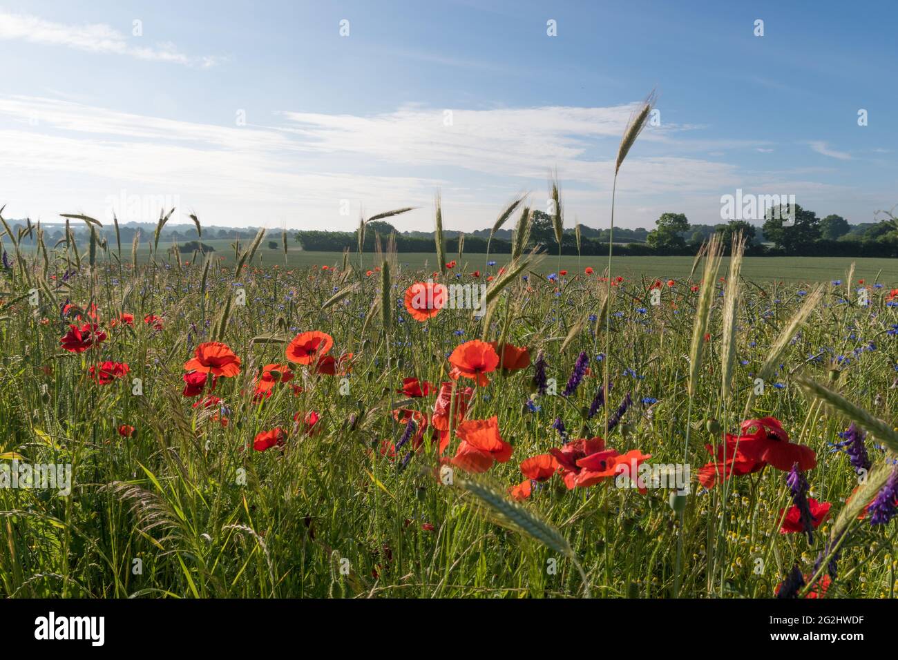 Papaveri rossi su un campo di papavero, fiori selvatici, fiori di papavero. Foto Stock