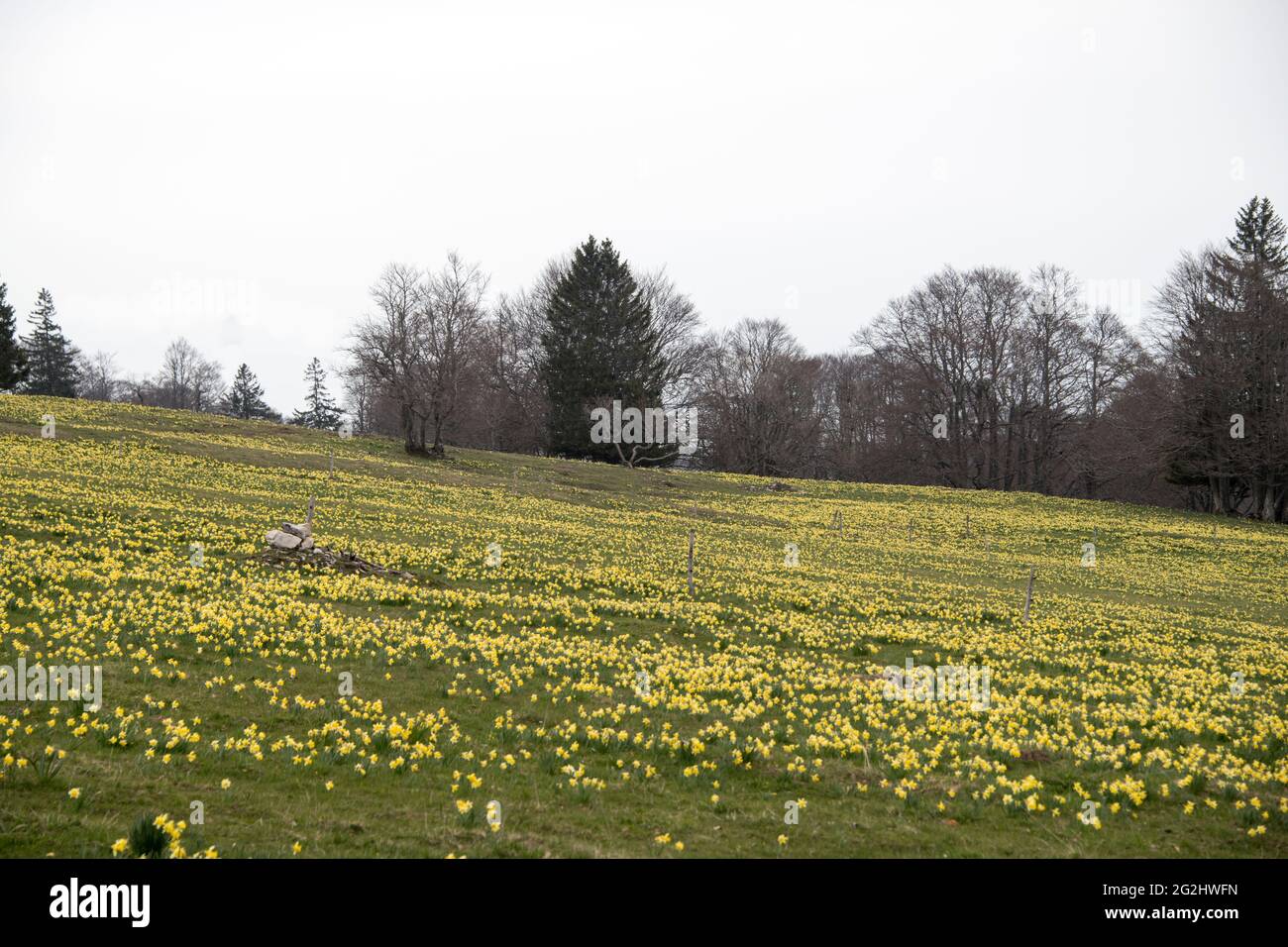 Daffodil fiorisce nel Giura Foto Stock