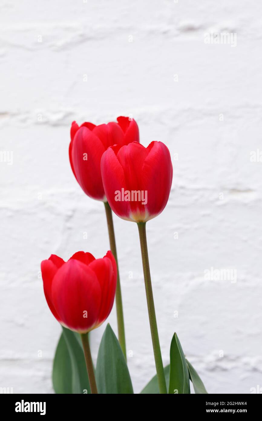 Tulipa 'Cherry Delight' - Darwin Hybrid Tulip contro una parete bianca Foto Stock