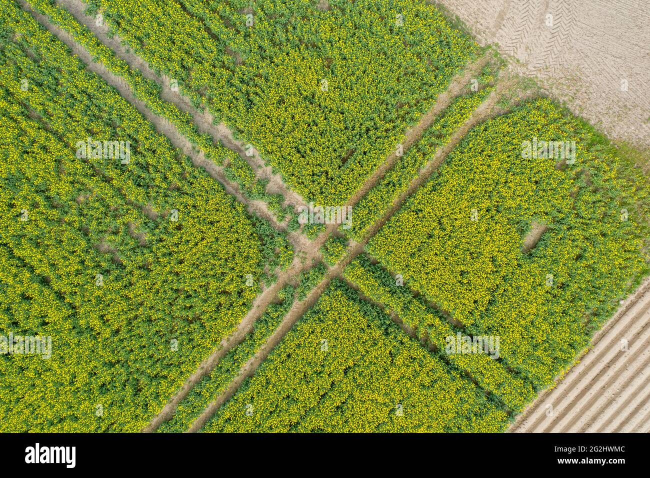 Un campo di colza dalla vista dell'uccello. Foto Stock