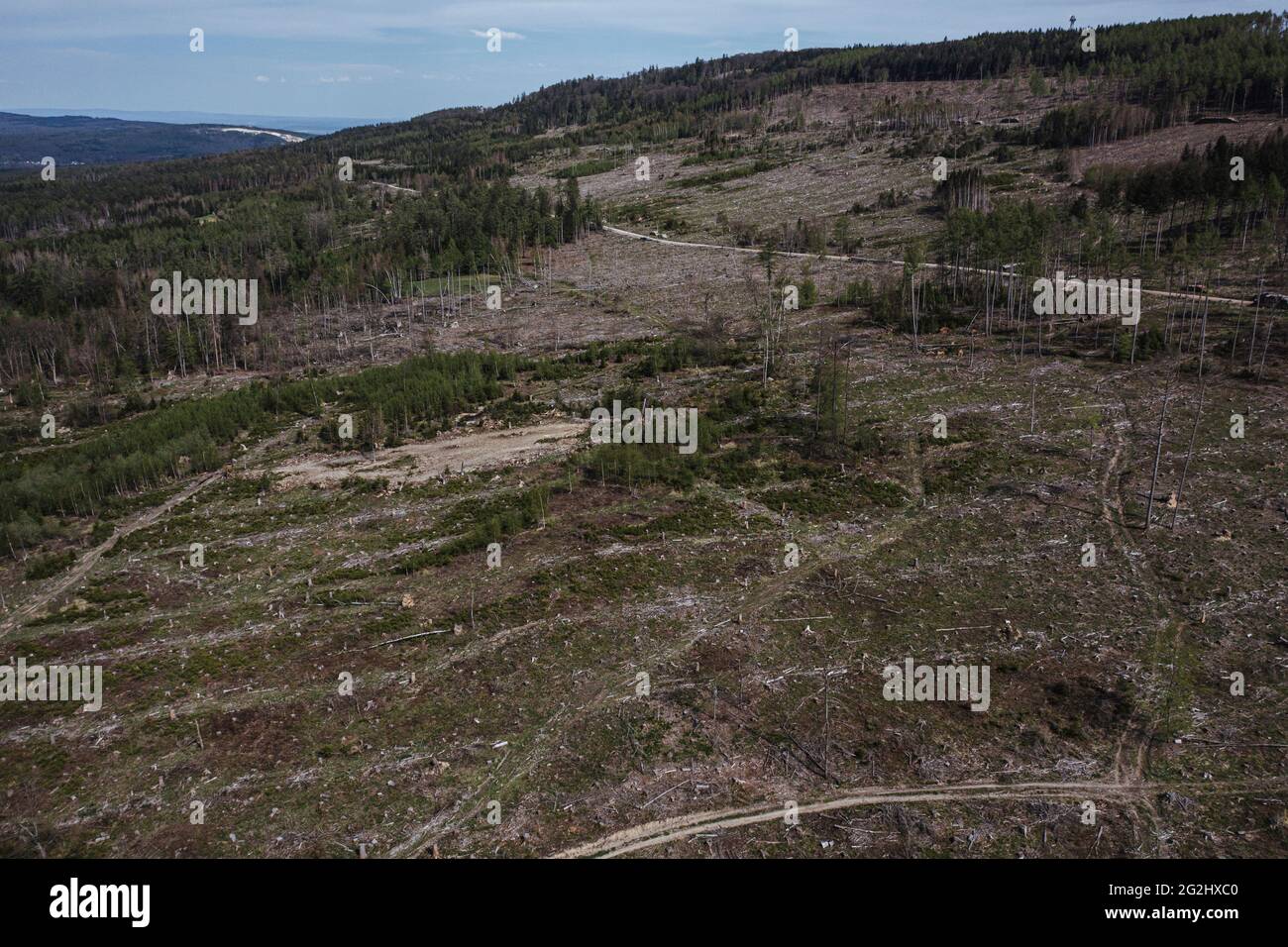 Foresta malata e alberi tagliati nel Taunus Foto Stock