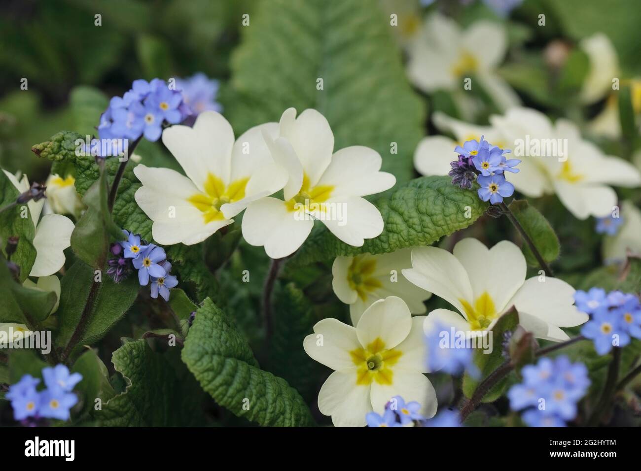 Primula vulgaris e Myosotis sylvatica in giardino. Primrose e dimenticare Me Nots. Foto Stock
