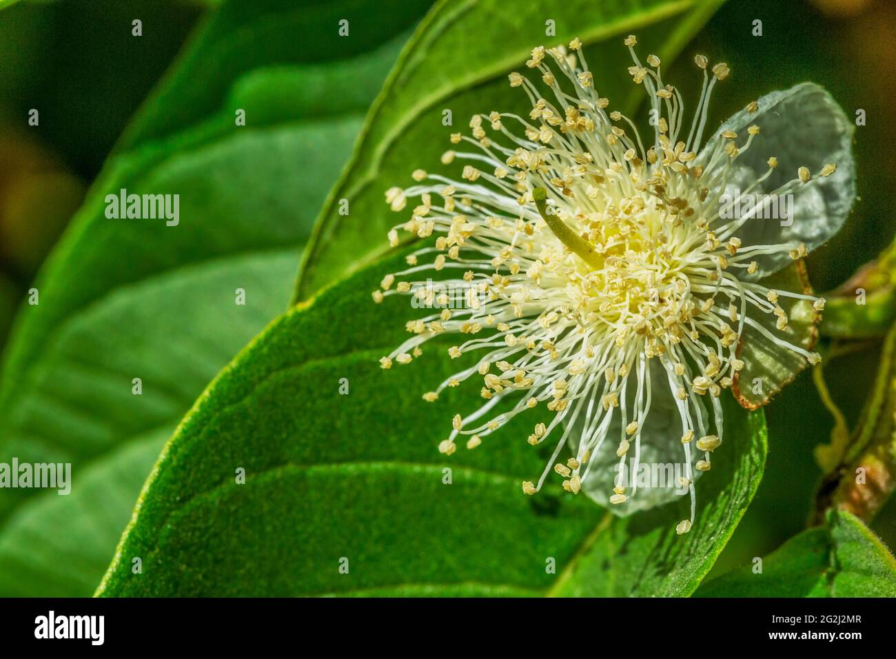 macro fotografia di fiori di guava. Foto Stock