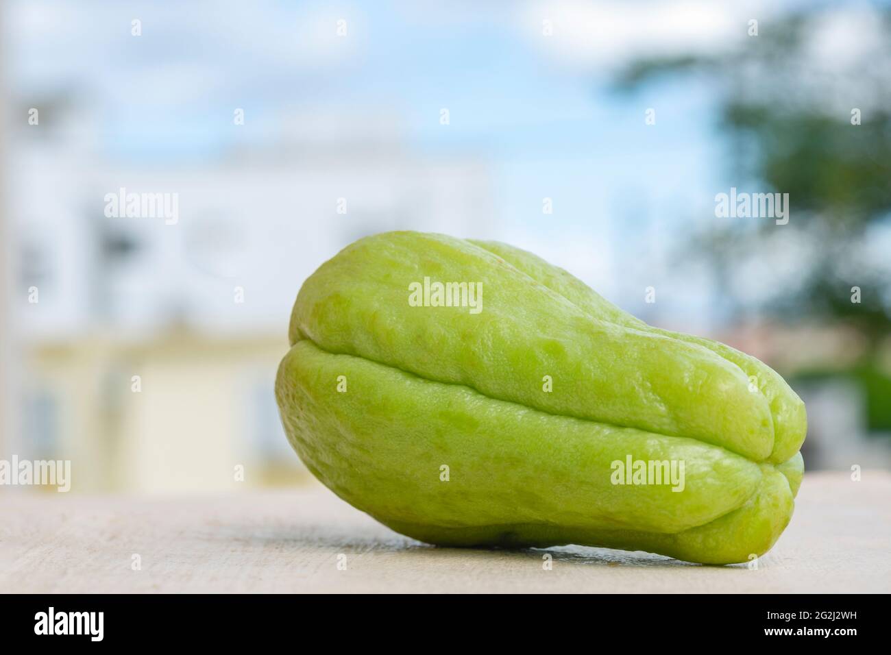 Zucca fresca di chayote verde biologico (modulo Sechium ) Foto Stock