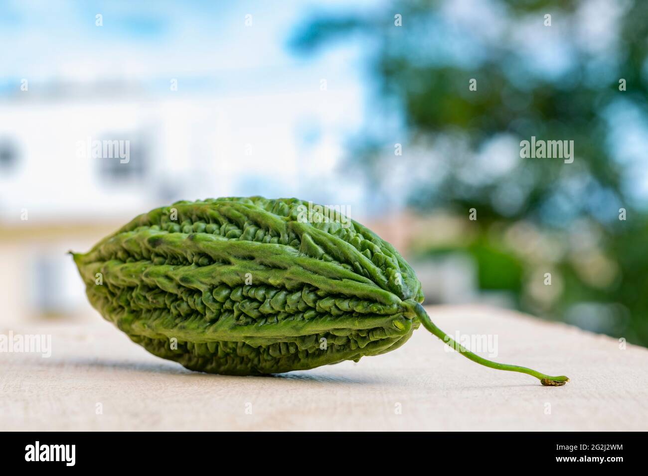 macro shot di singolo vegetale di zucca amara. Foto Stock