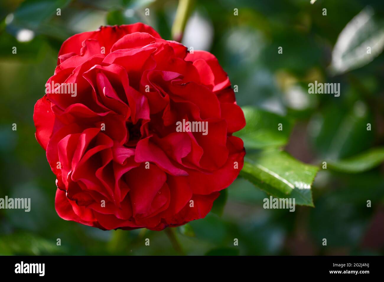 Heilpflanze Rose - rosa - mit herrlicher roter Rosenblüte als Zeichen der Liebe und Freundschaft - Grundstock der europäischen Gartenkultur, Heilpflan Foto Stock