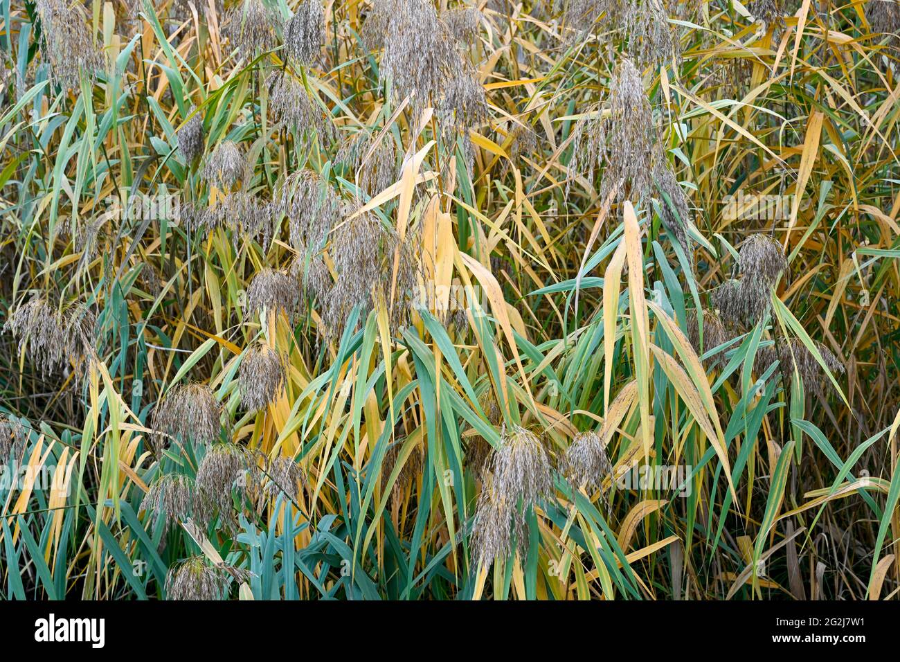 Germania, Renania-Palatinato, Wörth, Altrheinarm, frange di canna sulla riva. Foto Stock