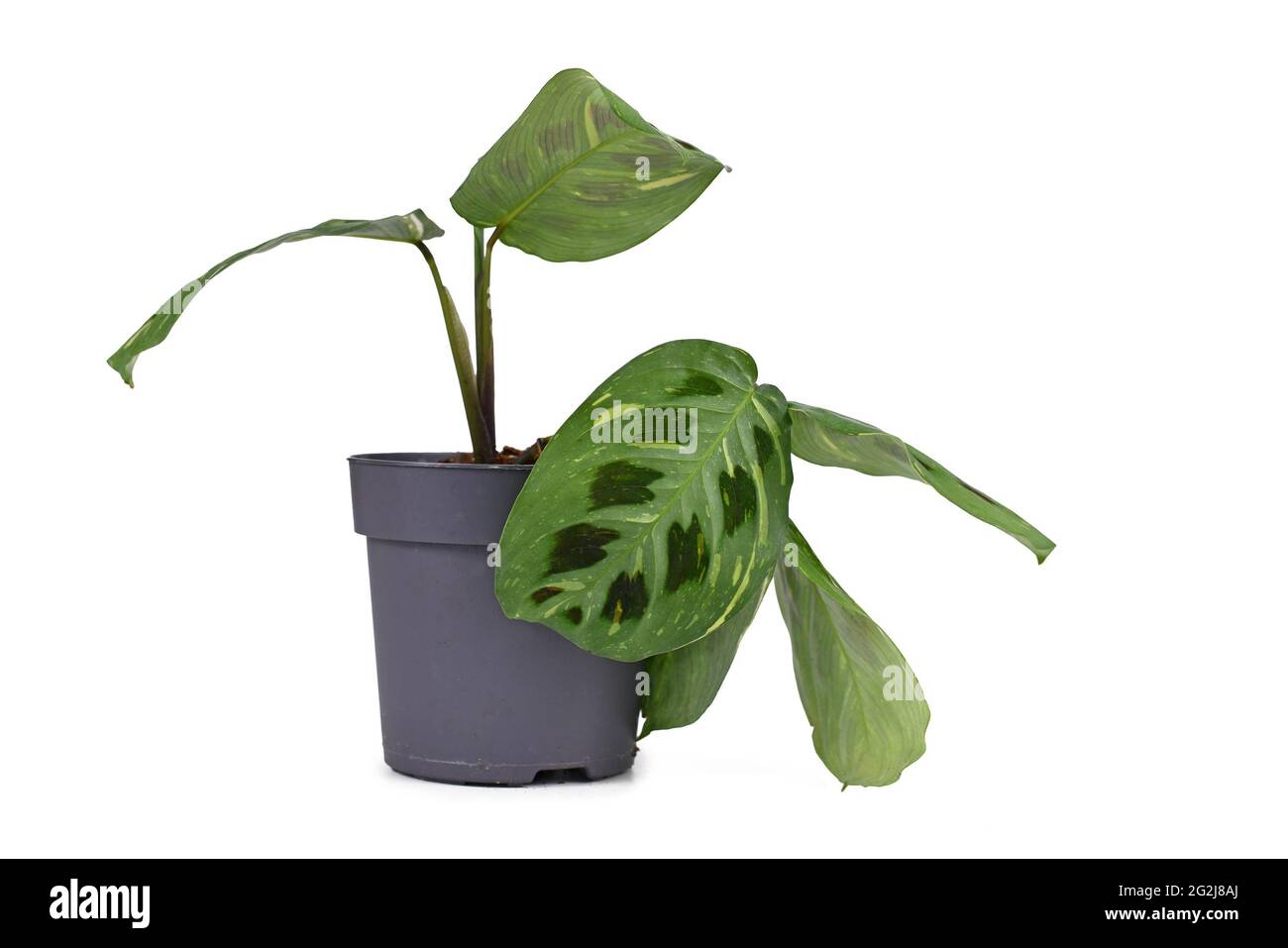 Pianta esotica 'Maranta Leuconeura Kerchoveana Variagata' con foglie macchiate in vaso di fiori isolato su sfondo bianco Foto Stock