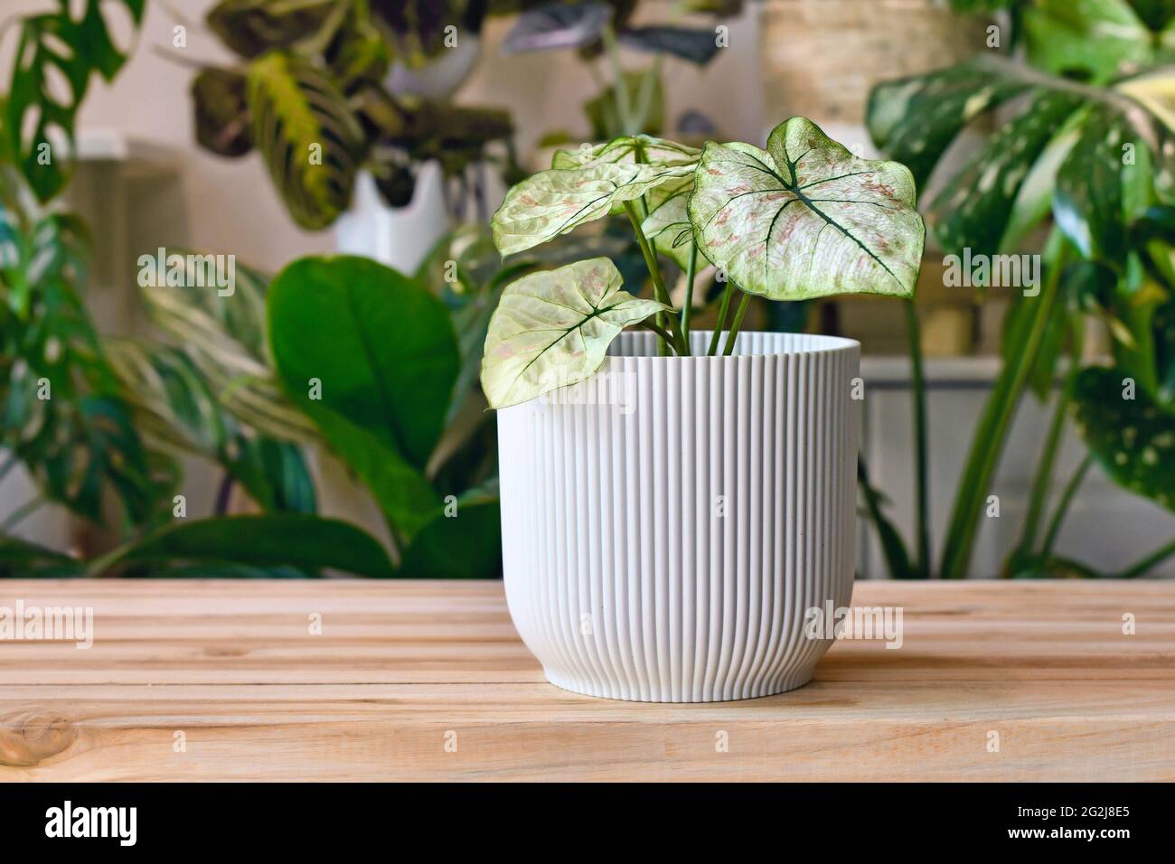 Piccola casa 'Caladium Bicolor Cranberry Star' con foglie bianche, vene verdi e macchie rosa in vaso di fiori su tavolo di legno Foto Stock