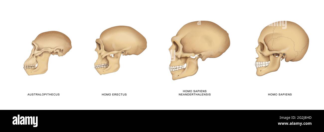 Evoluzione del cranio Foto Stock