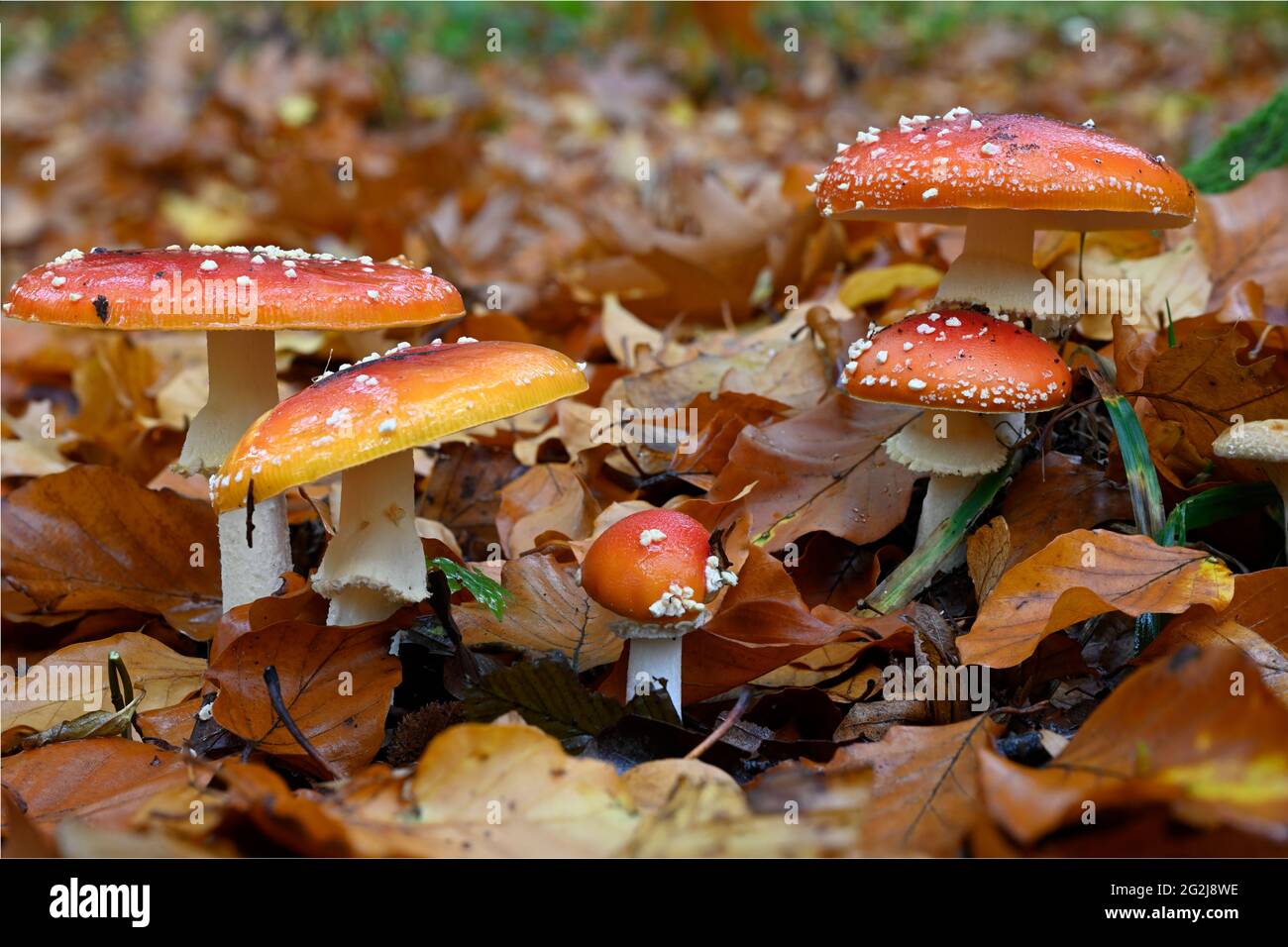 Fly agaric (Amanita muscaria) un tipo di fungo della famiglia amanita, velenoso. Foto Stock