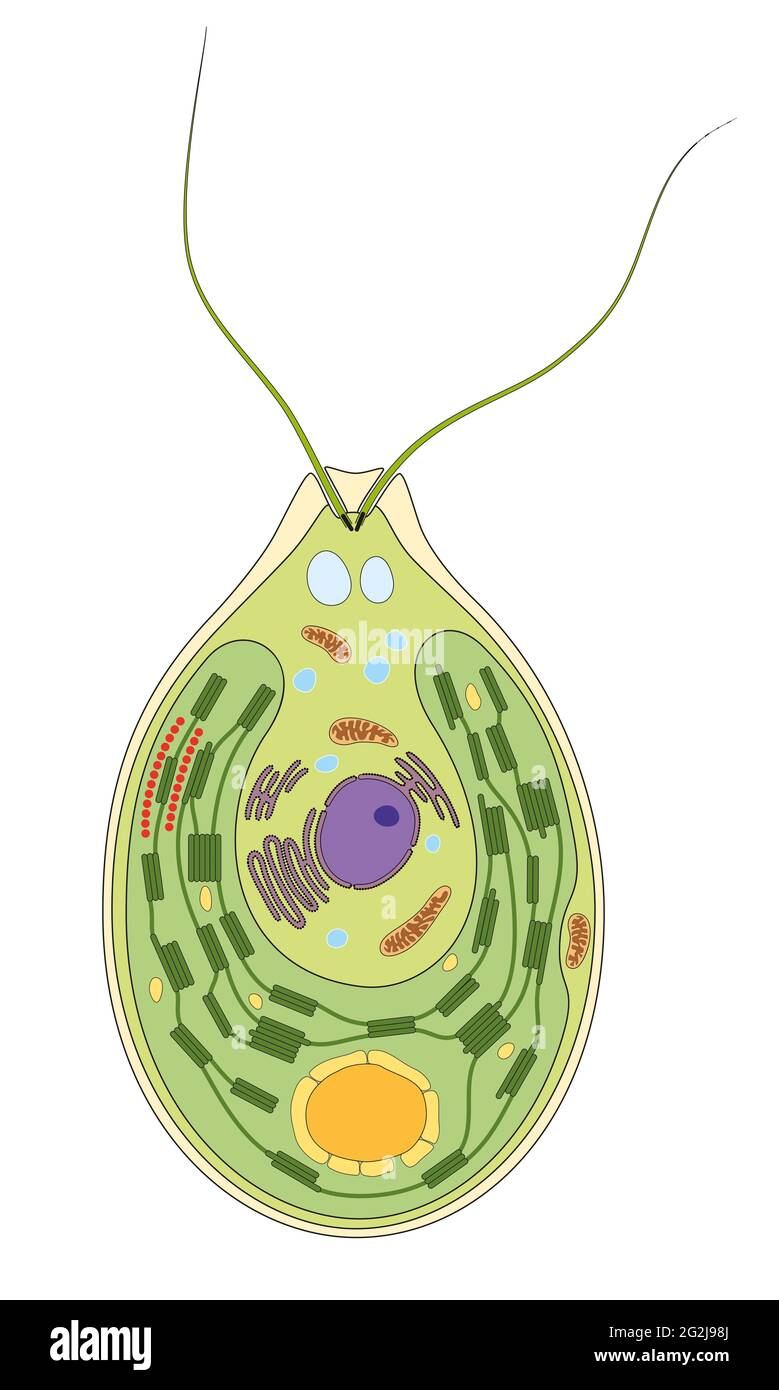 Sezione trasversale di un clamidomonas Foto Stock