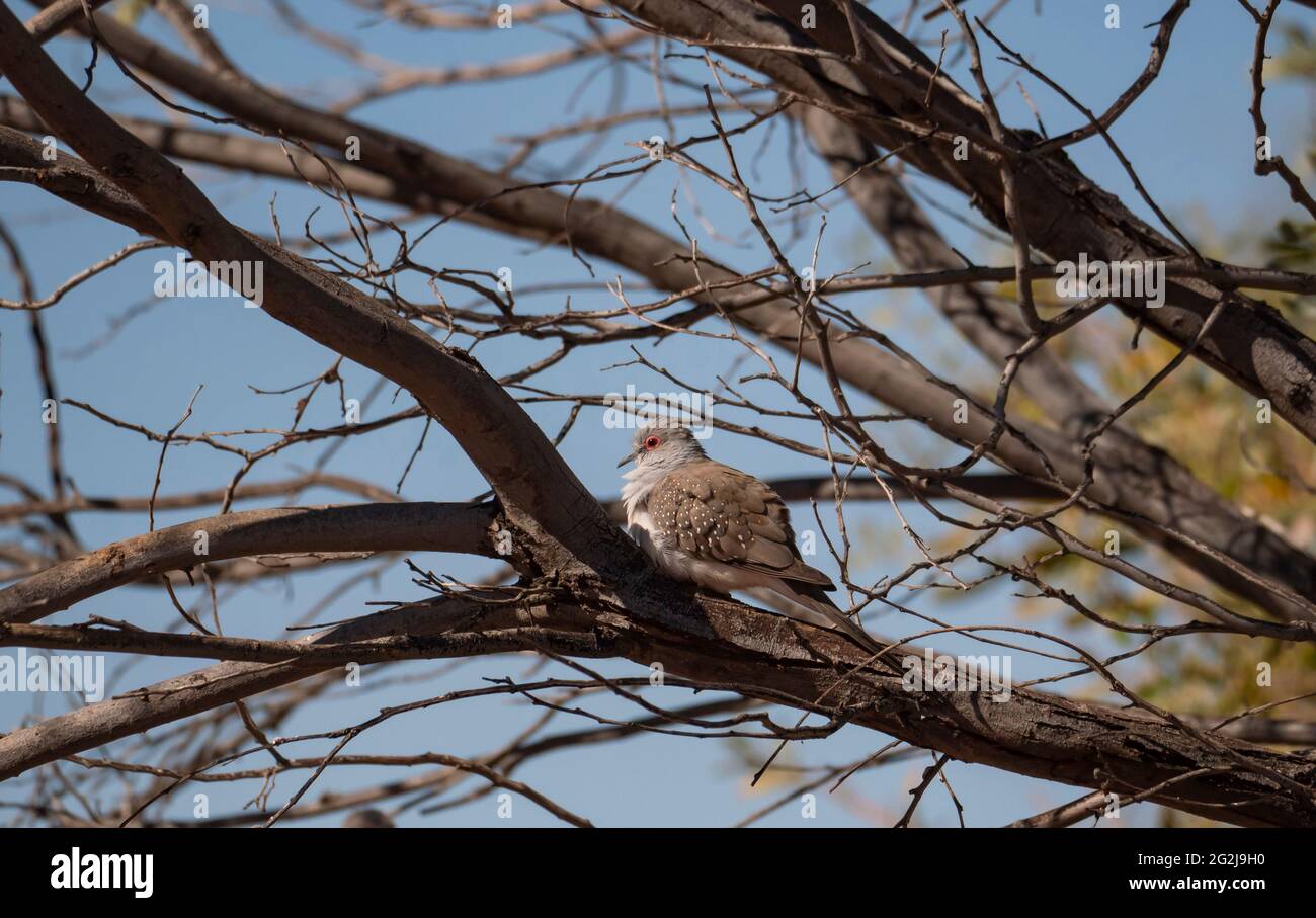 Una colomba di diamante, Geopelia cuneata, camuffata arroccata in un albero nell'entroterra dell'Australia Centrale. Foto Stock