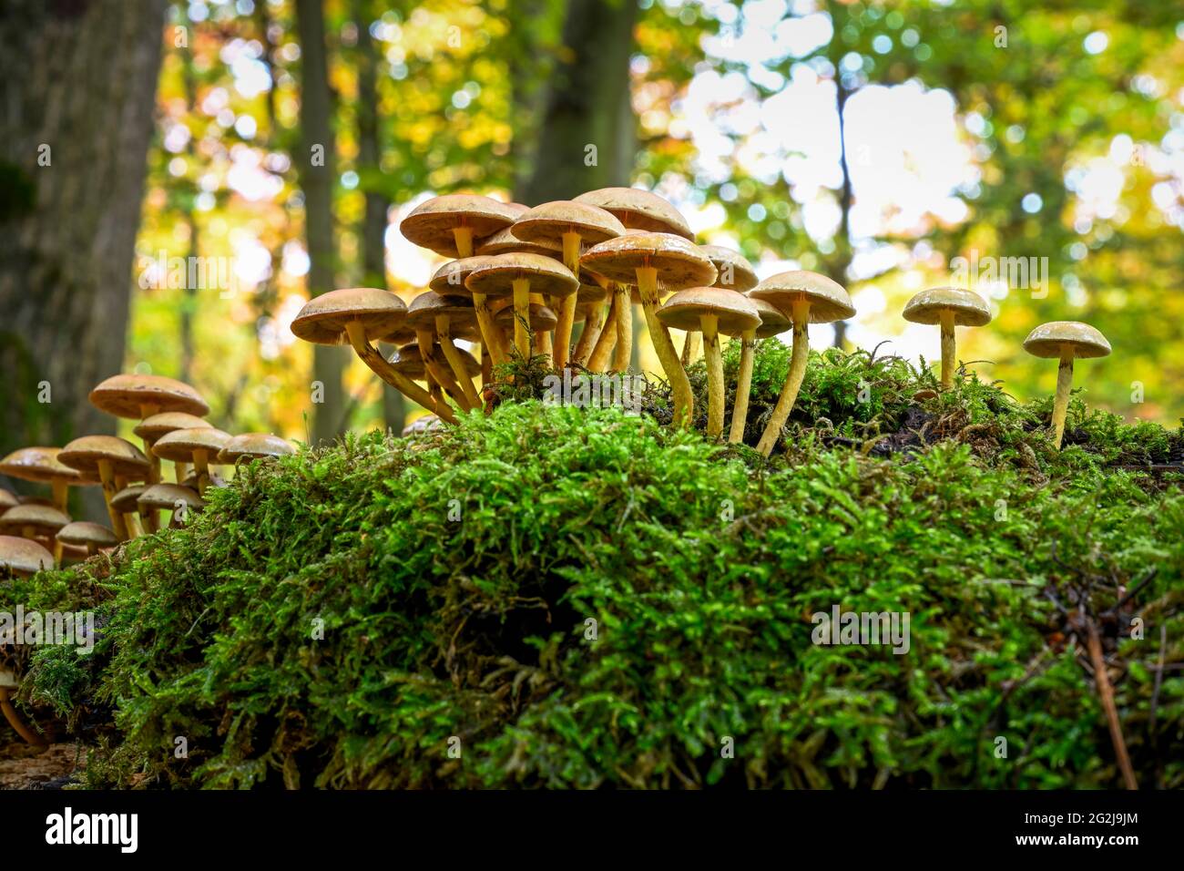 Testa di zolfo verde (Hypholoma fasciculare) Foto Stock