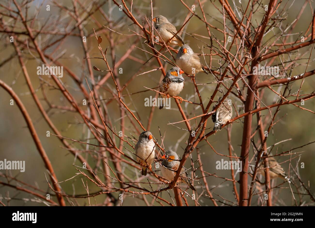 Flock of Zebra Finch, Taeniopygia guttata, arroccato in un cespuglio nell'entroterra dell'Australia Centrale Foto Stock