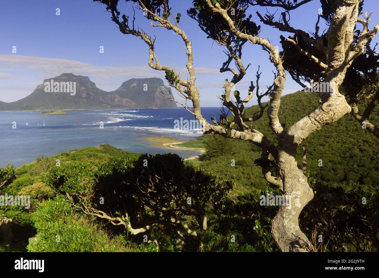 Albero gnarled accanto alla pista su Mt Eliza, Lord Howe Island, NSW, Australia Foto Stock