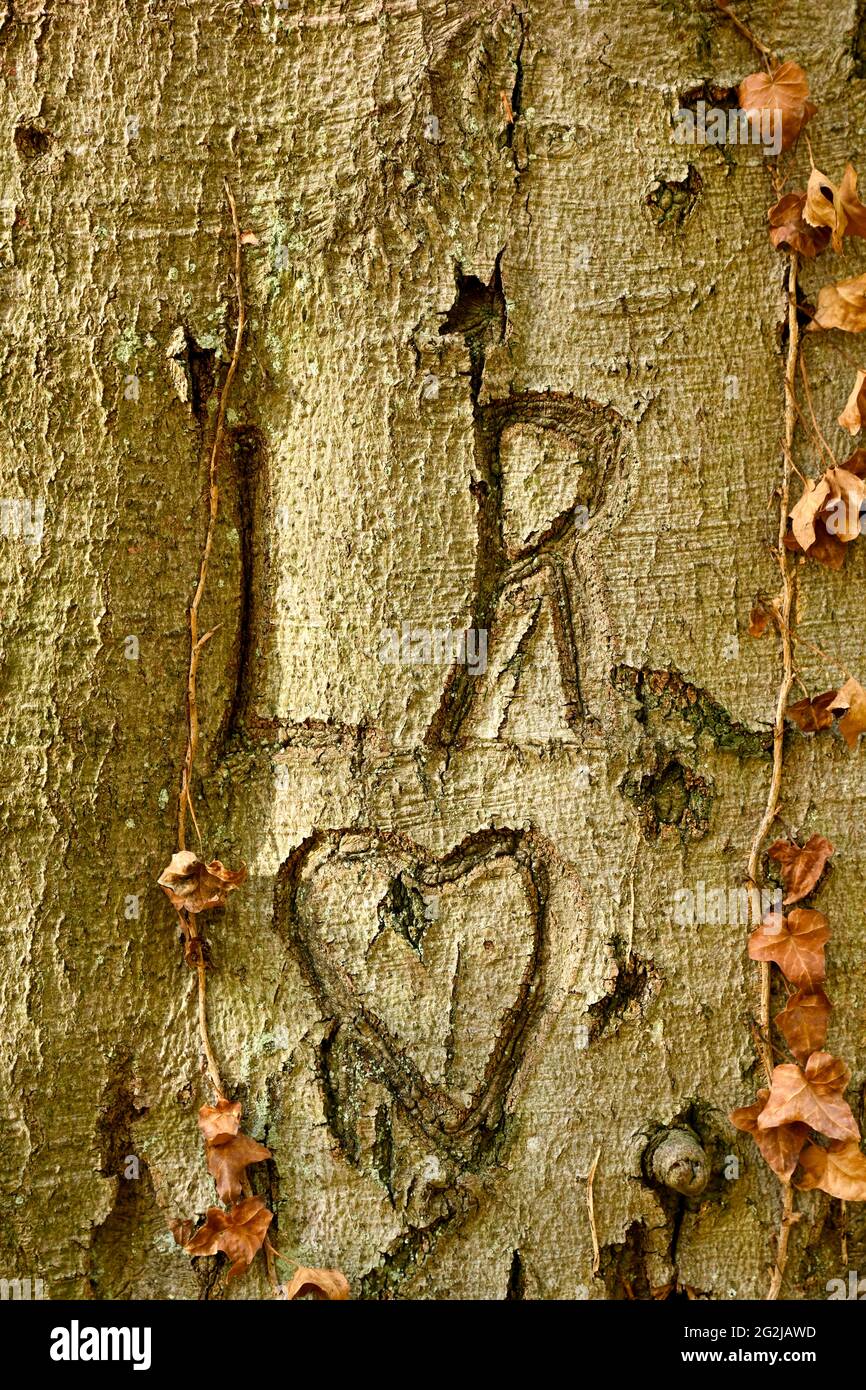 Iniziali con un cuore in un tronco di albero. Foto Stock