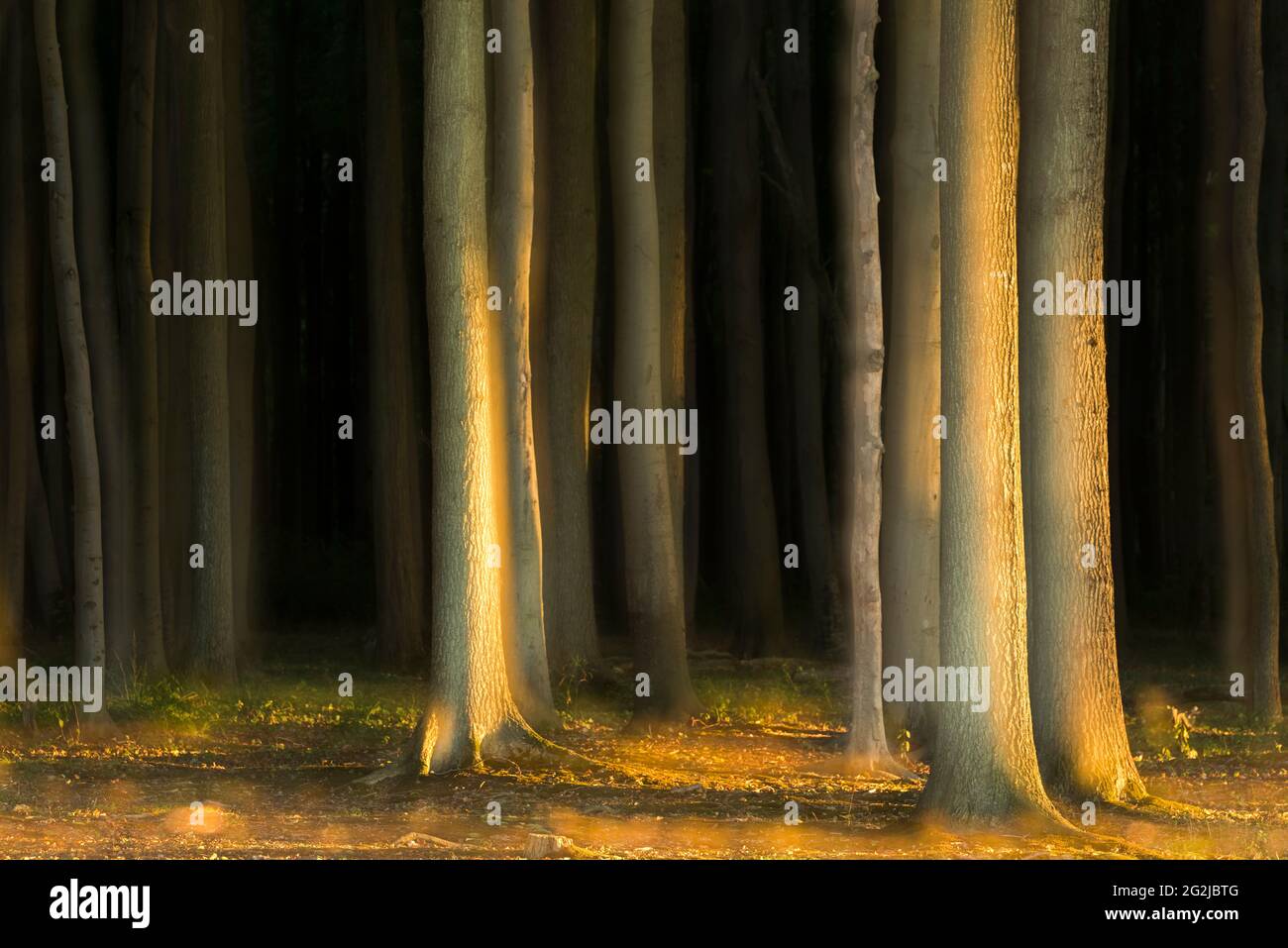 La luce del sole basso cade sui tronchi d'albero nella foresta fantasma vicino a Nienhagen, luce e ombra, umore di sera, doppia esposizione, Germania, Meclemburgo-Pomerania occidentale, costa baltica Foto Stock