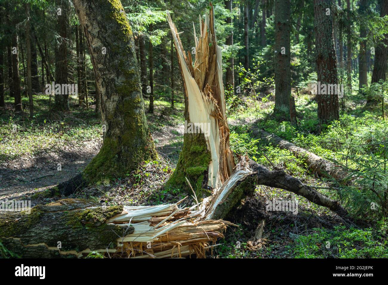 alberi rotti da una tempesta nella foresta. Danni da tempesta. Alberi caduti nella foresta dopo una tempesta. Tronchi d'albero rotti nella foresta dopo la tempesta. tr. Caduta Foto Stock