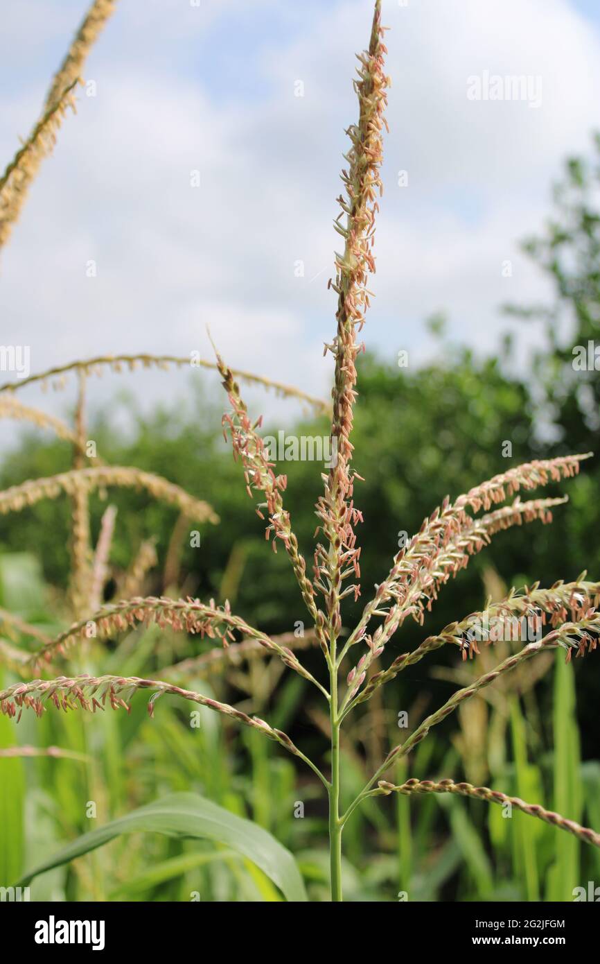 Una pianta fiorente sana tra piantagioni di grano in terreni agricoli. Foto Stock